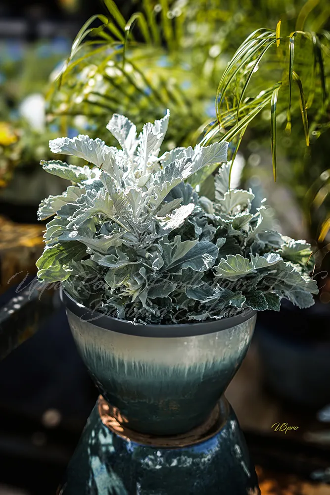 No. 102 DSC08364 Silver Dust