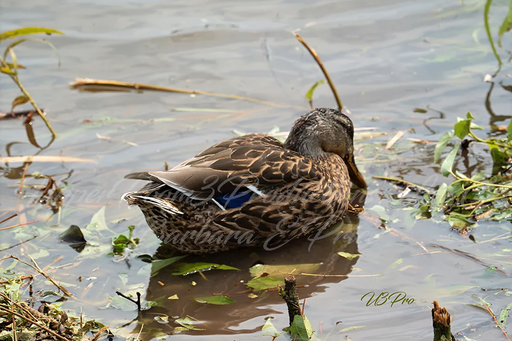 No. 115 U3P05514 Rest by the Water’s Edge 115