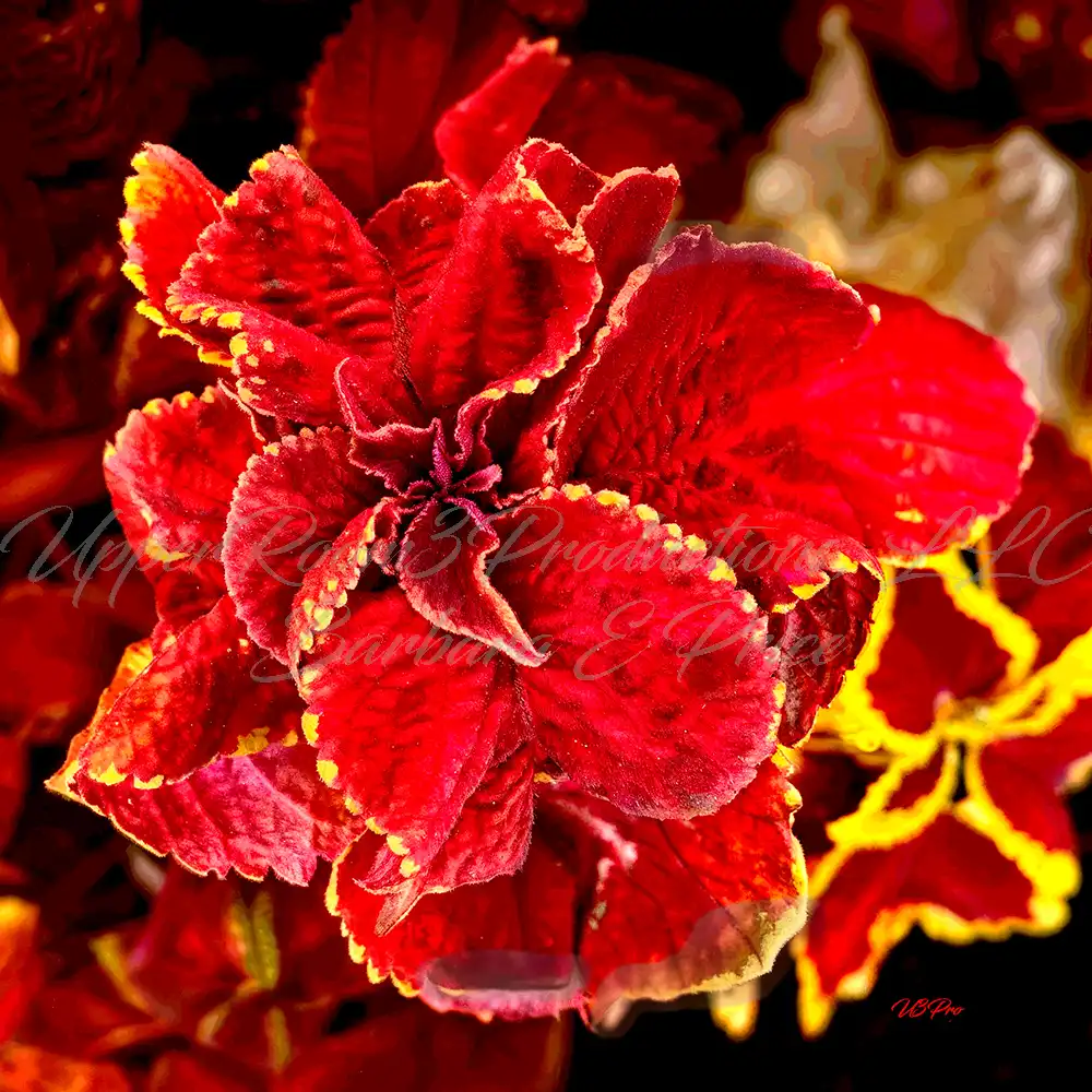 No. 128 IMG_4790.jpg Radiant Flame 128