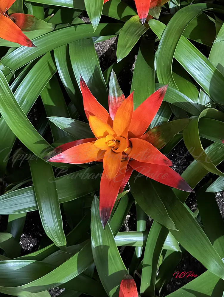 No. 143 IMG_4605 Tropical Flame