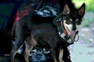 No. 168 Playful Sentinel DSC01561