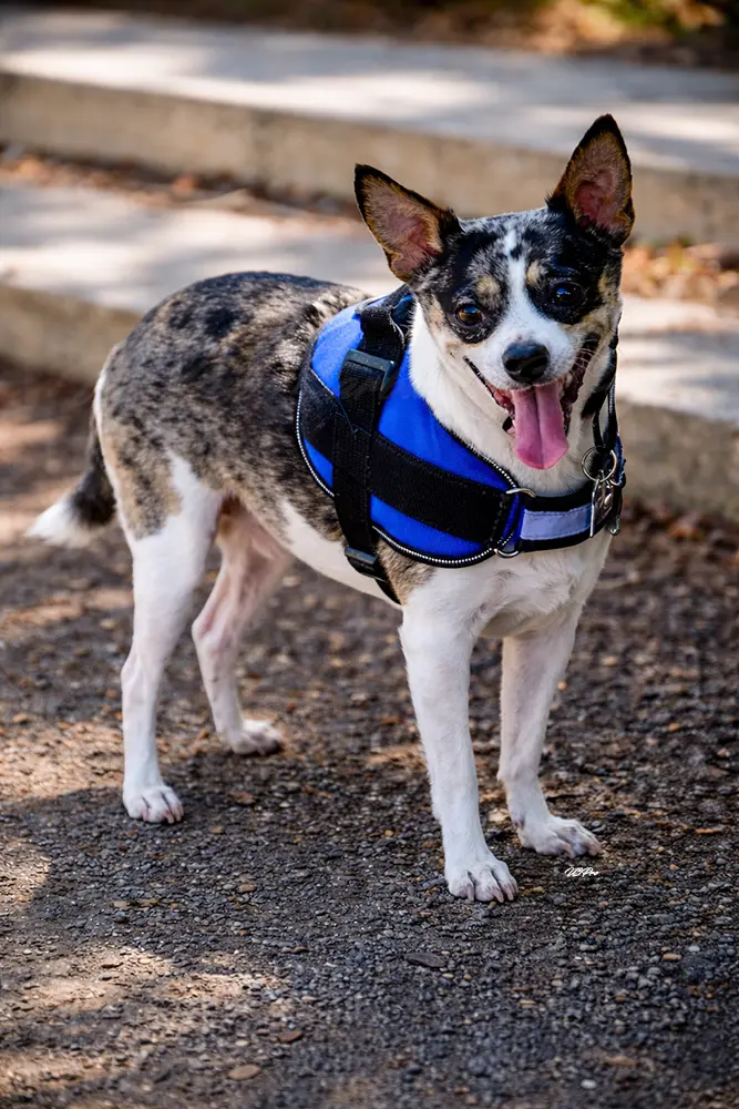 No. 171 U3P44401 Blue Confidence (Chihuahua-Terrier mix)