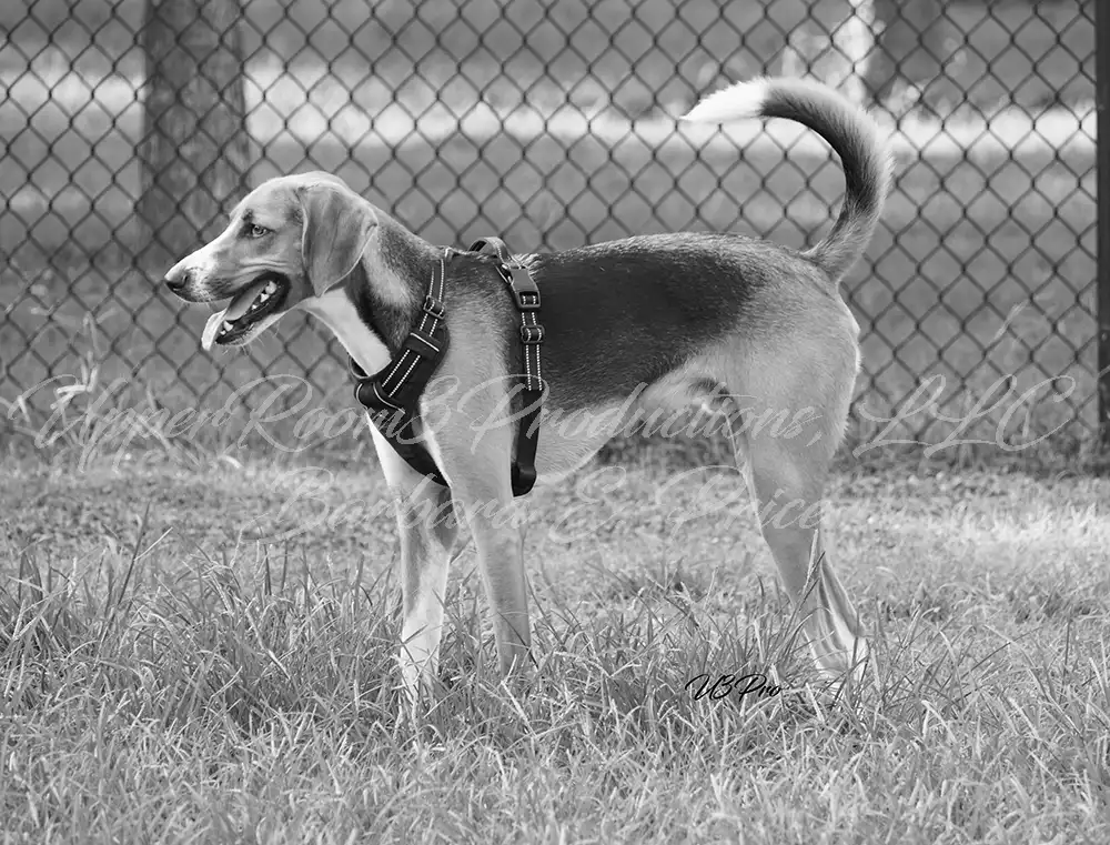 No. 172 U3P44402 Focused Companion