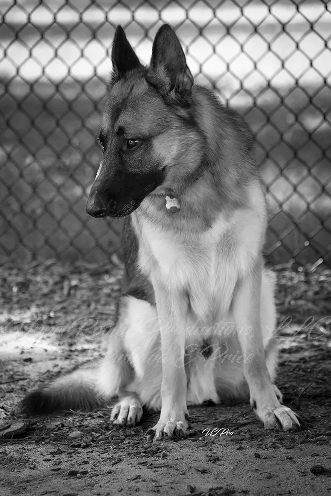 No. 173 U3P44403 Guardian’s Calm (German Shepherd)
