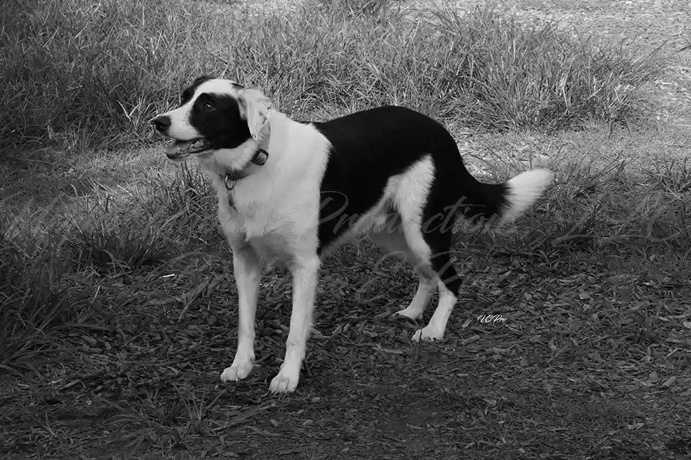 No. 177 U3P44407 Playful Focus (Collie mix)