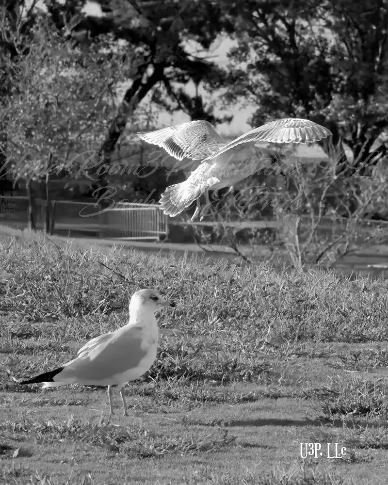 No. 22 U3P0020 Wings of Freedom