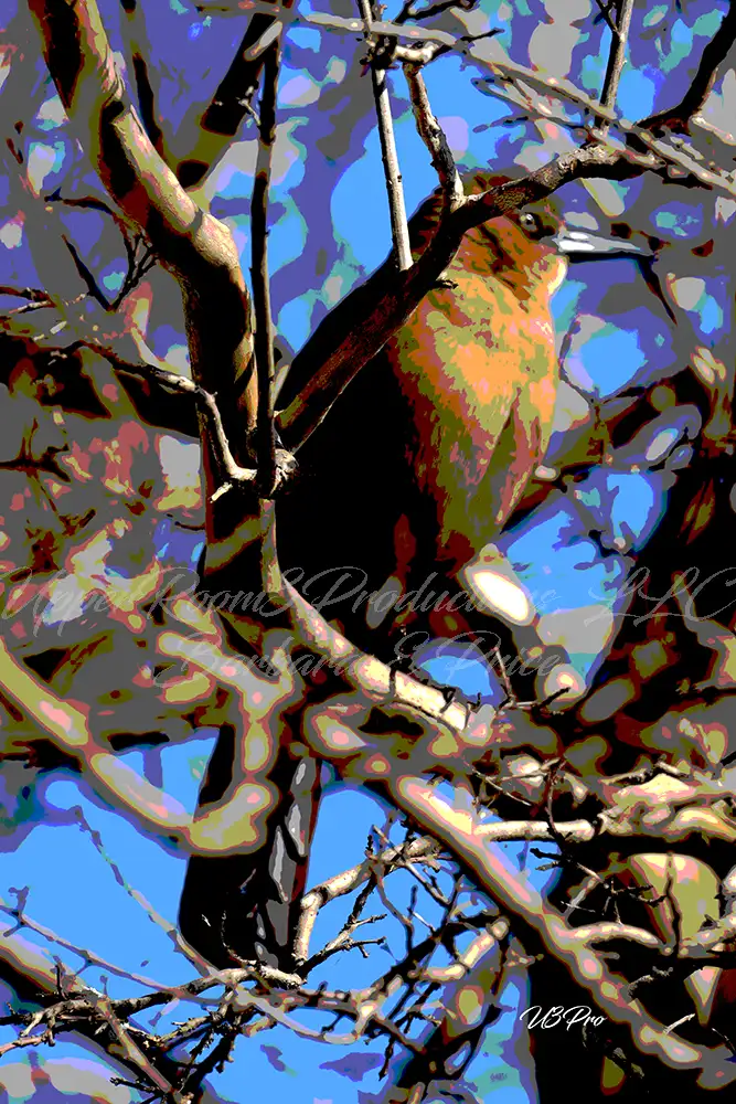 No. 24 DSC02106 Hidden Perch