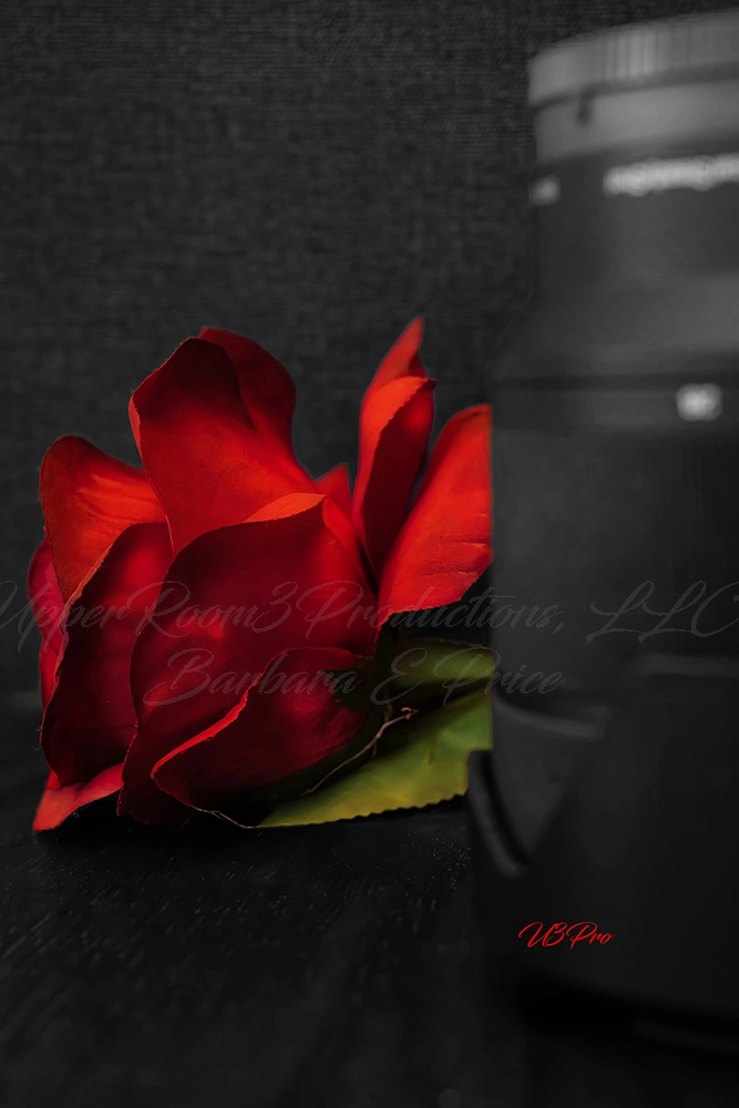 No. 52 U3P02387a Red Elegeance in Focus