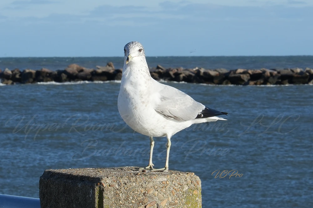 No. 81 DSC04832 Seagull by the shore – Ocean Sentinel