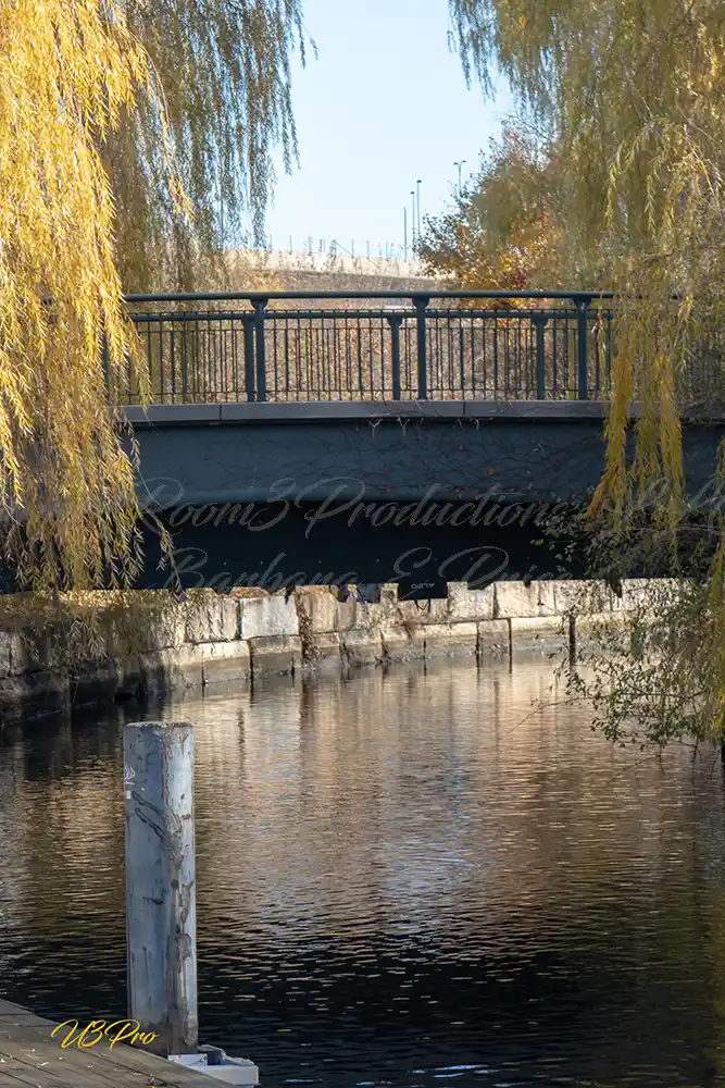 No. 96 DSC09958 Willow Vein Over Still Waters