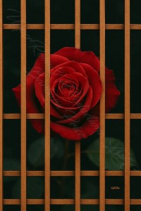 No. 235 Beauty Behind the Barrier BEP81658